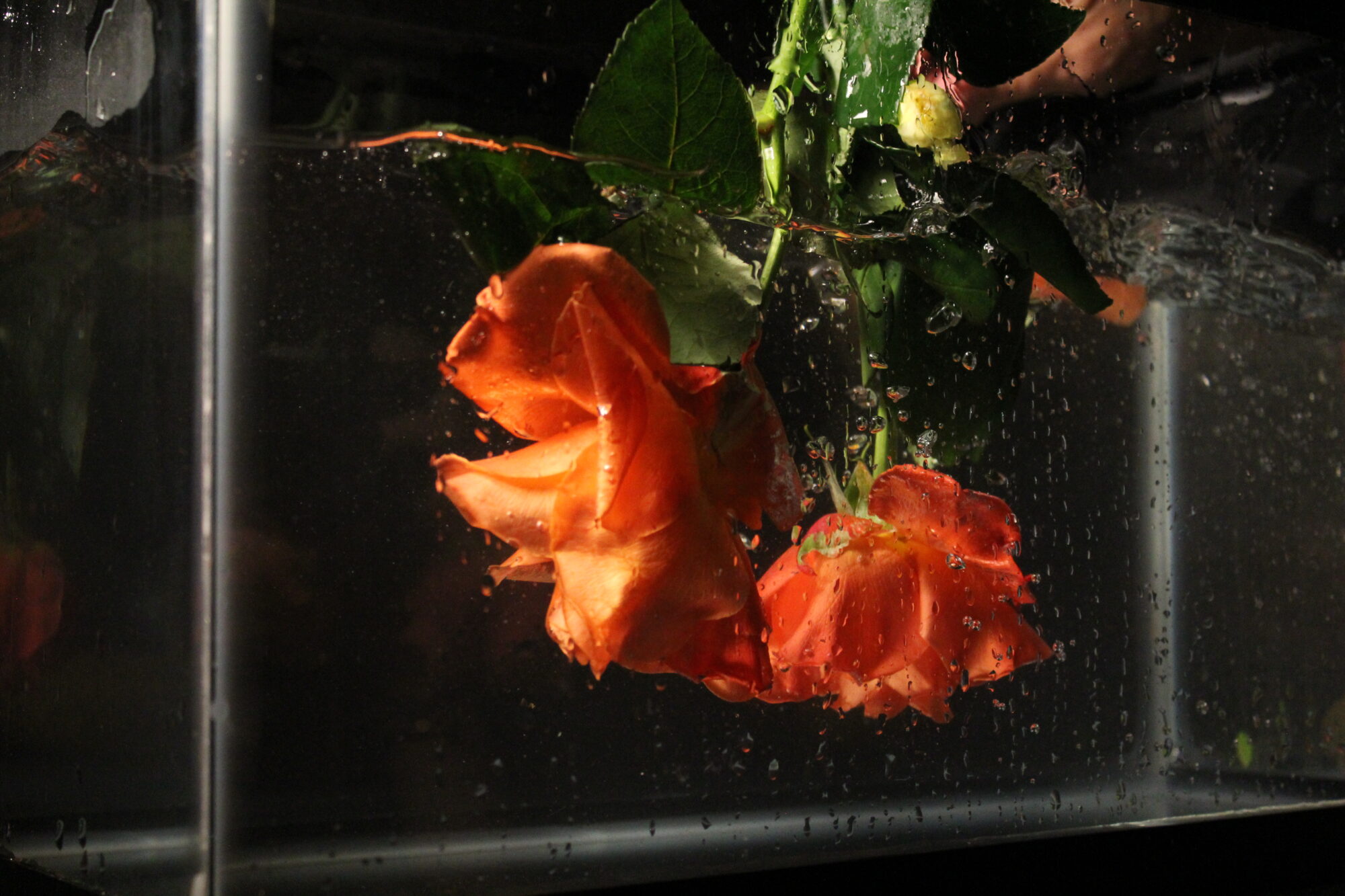 Flower submerged in water