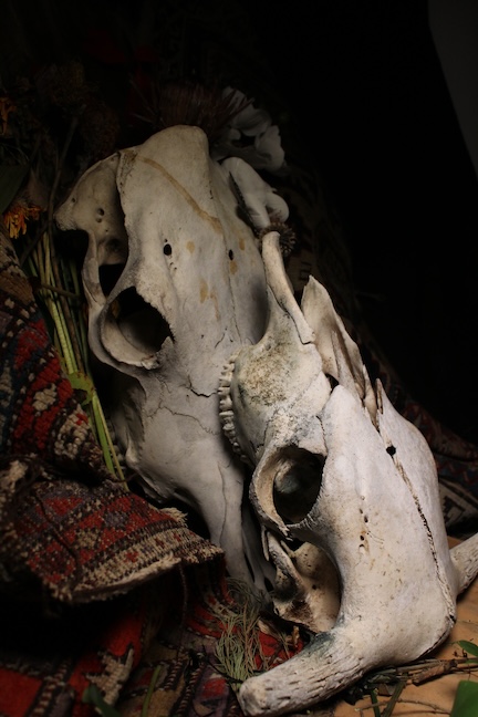 Skull Still Life